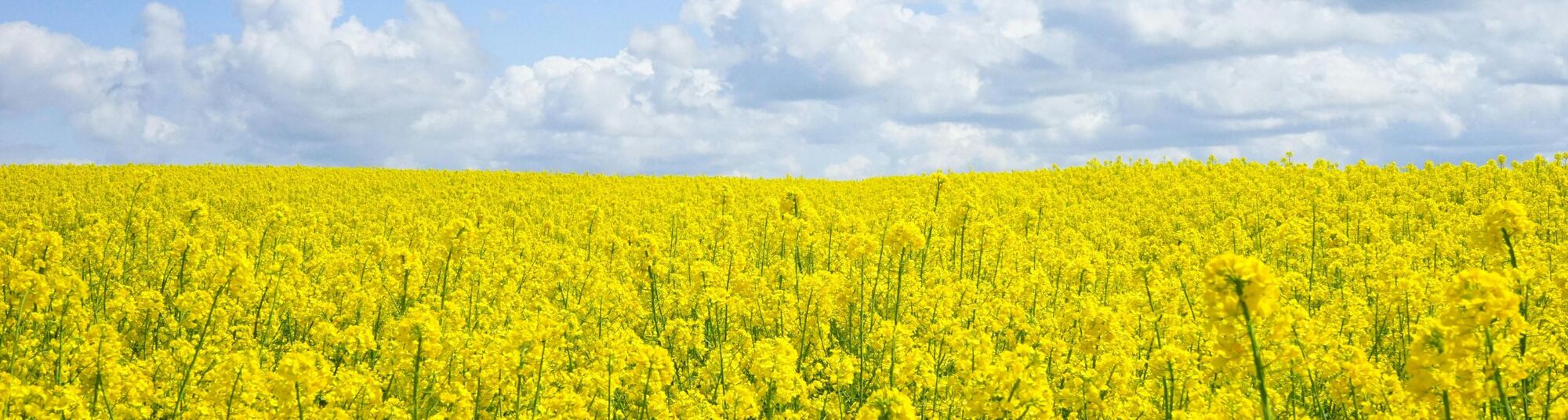 BMagri - topbanner 26.jpg